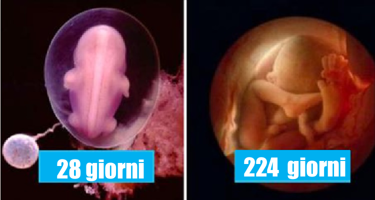 Ecco come nasce un bambino – dal concepimento alla nascita Ecco come nasce un bambino – dal concepimento alla nascita